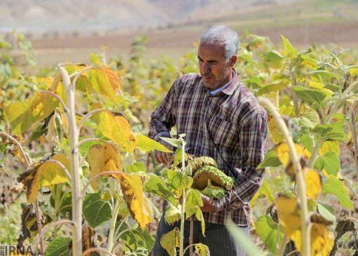 بانک‌ها با کشاورزان همکاری نمی کنند