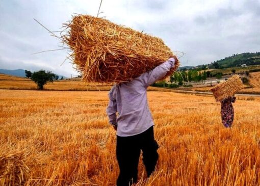 خرید بیش از ۲۰ هزار میلیارد تومان گندم از کشاورزان شمال‌غرب کشور