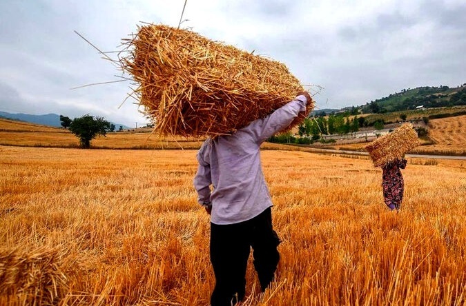 خرید بیش از ۲۰ هزار میلیارد تومان گندم از کشاورزان شمال‌غرب کشور