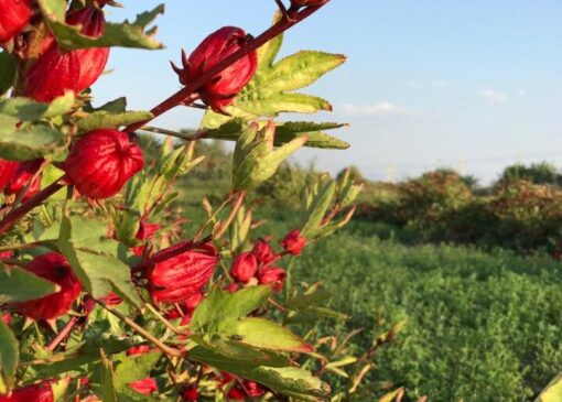 پیش‌بینی تولید بیش از ۸۰ تن چای ترش در خوزستان