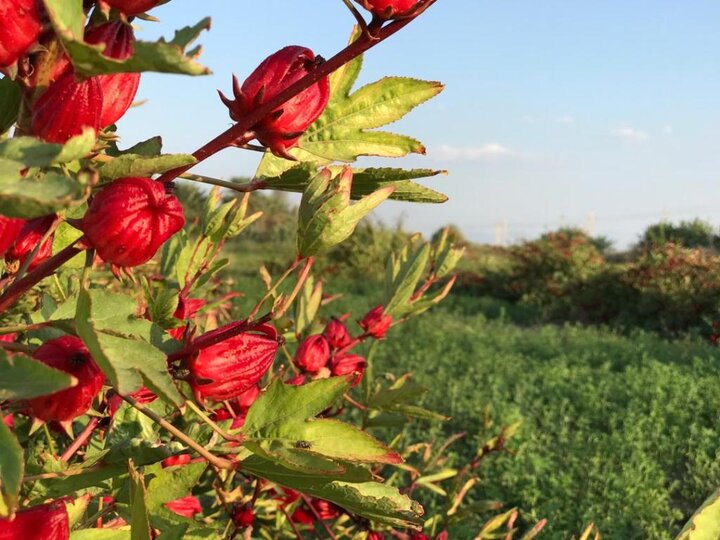 پیش‌بینی تولید بیش از ۸۰ تن چای ترش در خوزستان