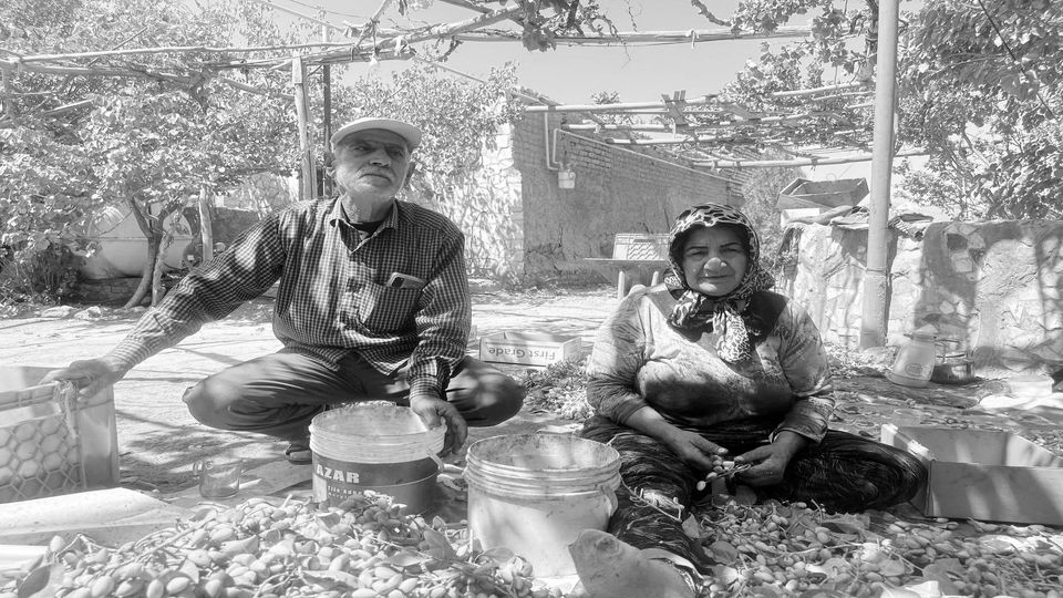 گزارشی از معضلات پسته کاران سمنان و روایت هایی‌‌‌ از کاهش برداشت