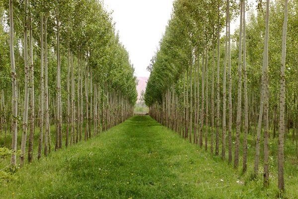 دانش آموختگان کشاورزی در طرح زراعت چوب به کارگیری می‌شوند