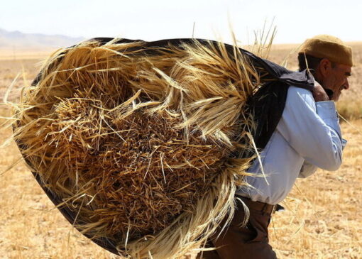 ۳۰ همت گندم خریداری و ۲.۳ همت پرداخت شده است