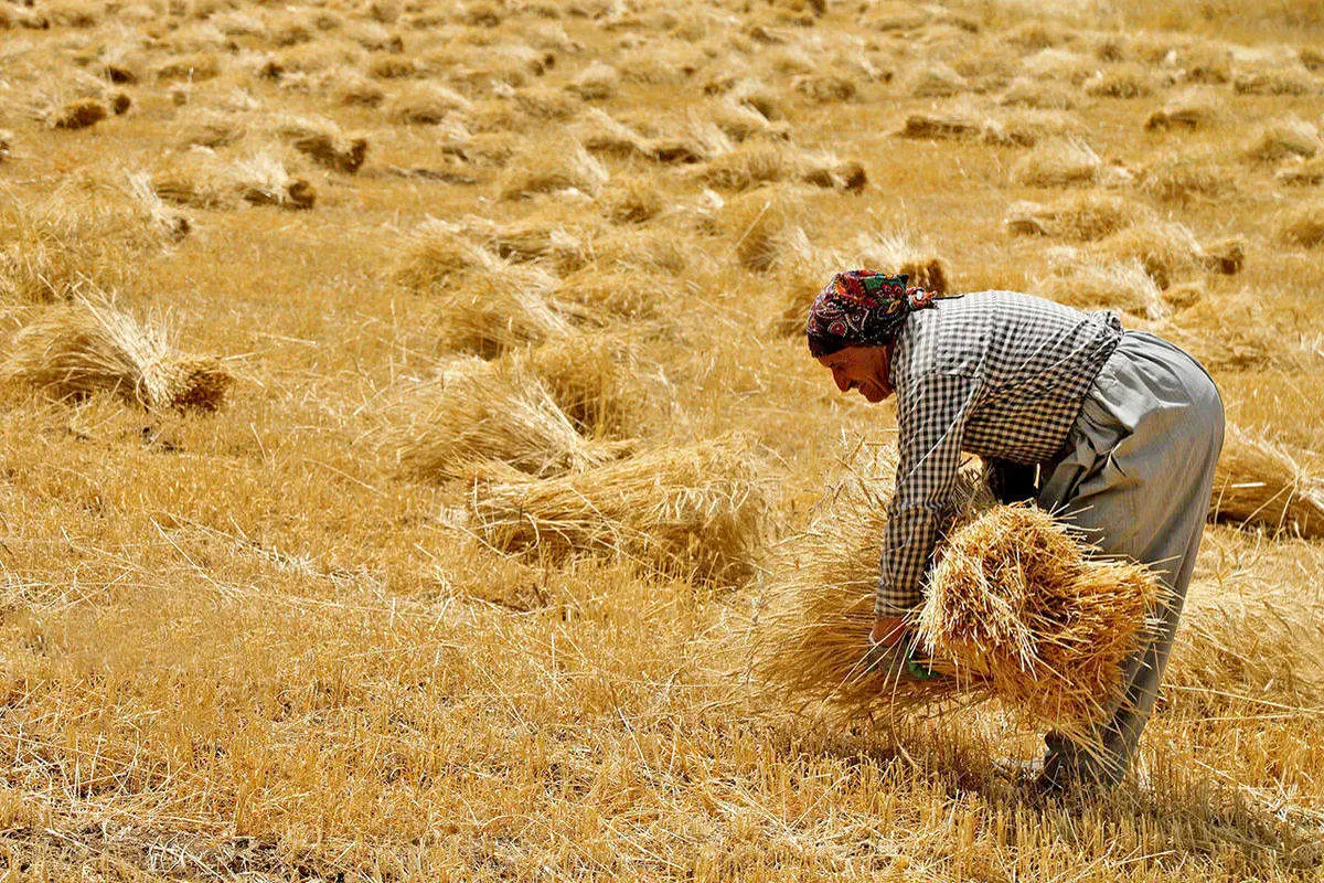 قیمت گندم برای سال جاری مشخص شد؟