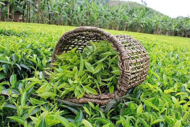 ۸۴ هزار تن برگ سبز چای از چای‌کاران خریداری شد