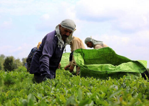 ۸۵ هزار تن برگ سبز چای تحویل دولت شد