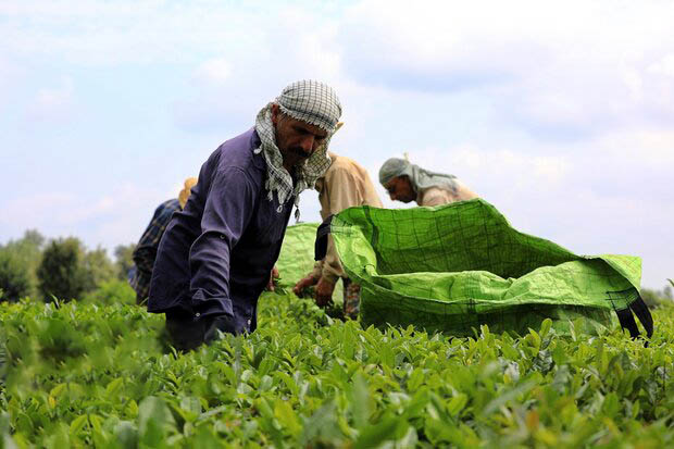 ۸۵ هزار تن برگ سبز چای تحویل دولت شد