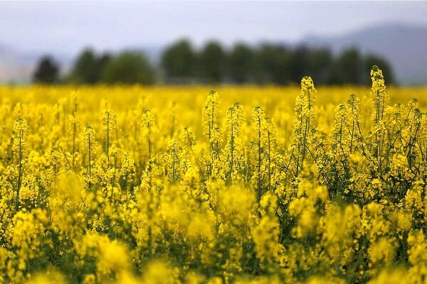 پول برای واردات دانه روغنی هست اما برای ۱۰درصد تولید داخل خیر