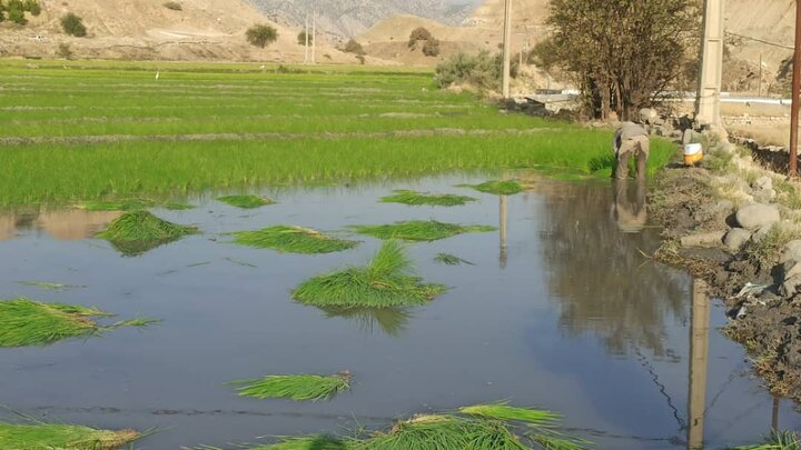 ضریب تبدیل شلتوک به برنج به بیش از ۶۰ درصد رسید