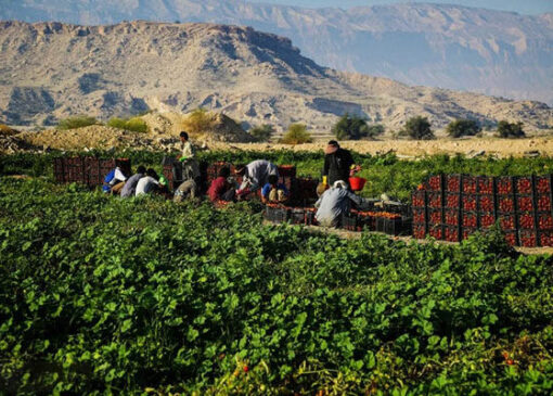 زنان روستایی ستون اصلی تولیدات کشاورزی هستند