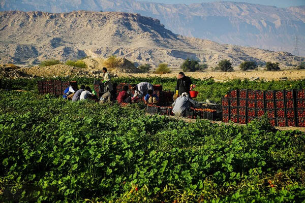 زنان روستایی ستون اصلی تولیدات کشاورزی هستند