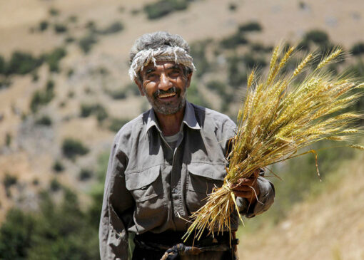 پرداخت به‌موقع مطالبات گندمکاران توسط دولت چهاردهم