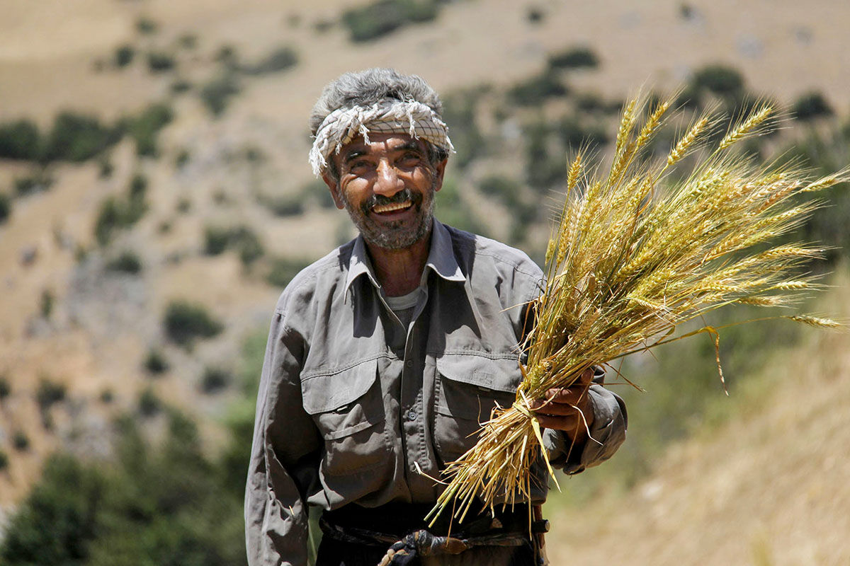 پرداخت به‌موقع مطالبات گندمکاران توسط دولت چهاردهم