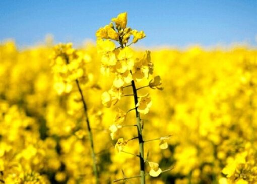 بخش خصوصی هنوز برای خرید تضمینی کلزا اعلام آمادگی نکرده است