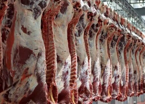 توزیع گوشت قرمز طبق روند روزانه در حال انجام است