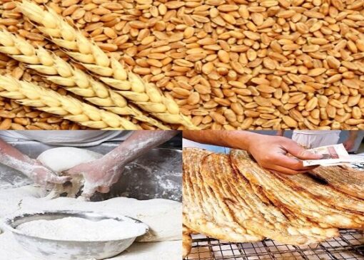 تغییرات آرد بدون پشتوانه علمی نمی‌تواند کیفیت نان را بهبود دهد