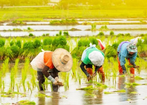 کاهش قیمت برنج تا دو هفته آینده
