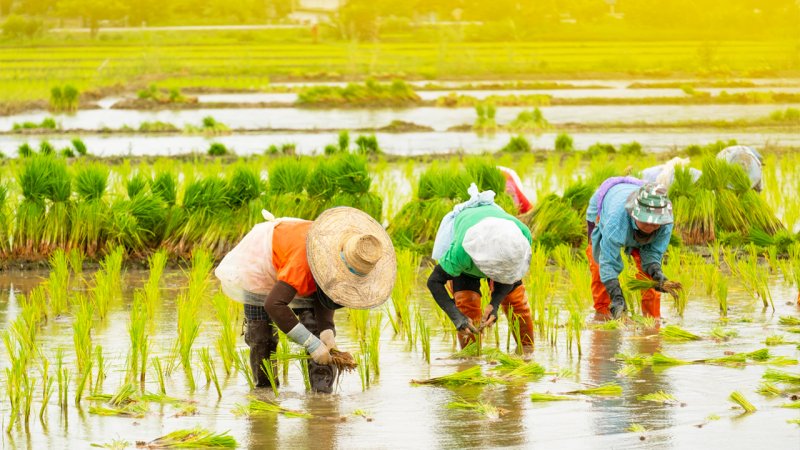 کاهش قیمت برنج تا دو هفته آینده