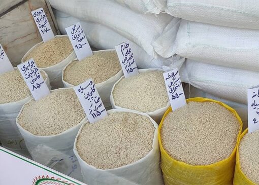 کاهش شدید قیمت برنج ایرانی در میادین