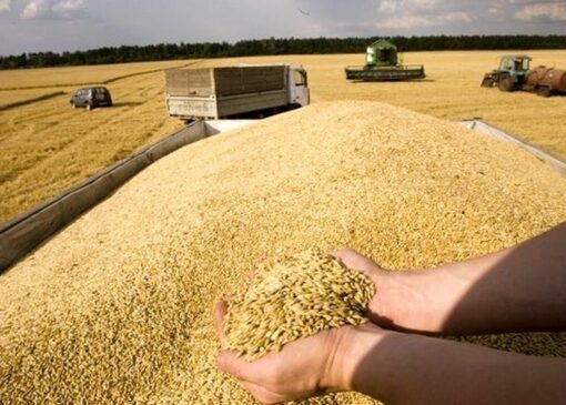 خرید تضمینی گندم از ۷ میلیون تن گذشت