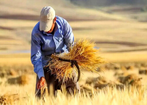 بلاتکلیفی حق بیمه گندم‌کاران و ۵ درصد مطالباتی که تسویه نمی‌شود