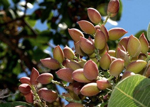حفظ و نجات درختان پسته با محصول ایران‌ساخت