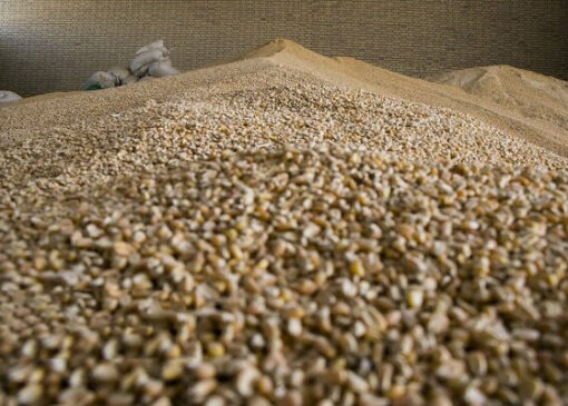 تعلل در تأمین نهاده‌های دامی و تهدید آینده بازار گوشت