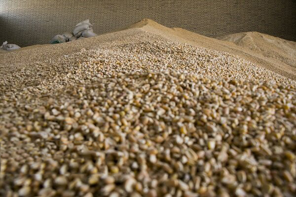 تعلل در تأمین نهاده‌های دامی و تهدید آینده بازار گوشت