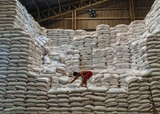 امتناع کشاورزان از فروش برنج به دلیل سود بالای دلالان