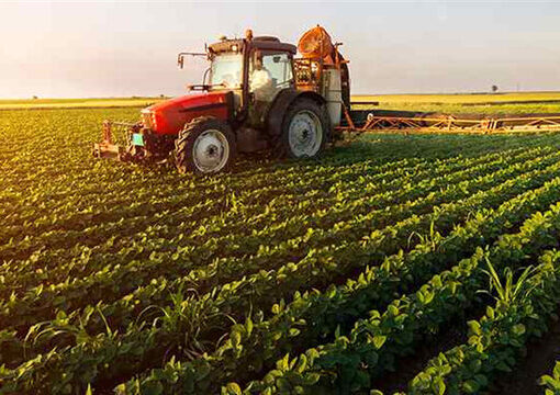 توسعه کشت محصولات اساسی در دیمزارها