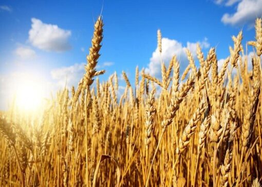 قیمت تضمینی گندم زیر سایه بلاتکلیفی؛ چه کسی مقصر است؟