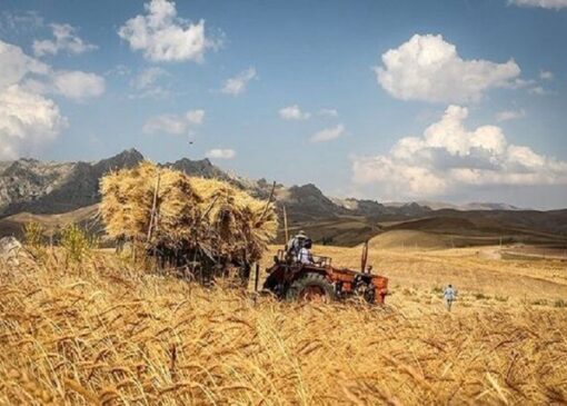نرخ پیشنهادی خرید تضمینی گندم ۳۲ هزار و ۵۰۰ تومان