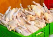 خبر مهم از قیمت مرغ