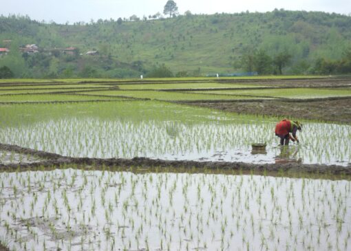 برنج در دام سوءمدیریت‌ها؛ از عملکرد جزیره‌ای تا احتکار
