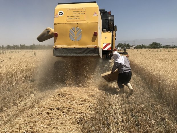 ضایعات ۸ محصول زراعی و باغی تا ۲ ماه آینده اعلام میشود