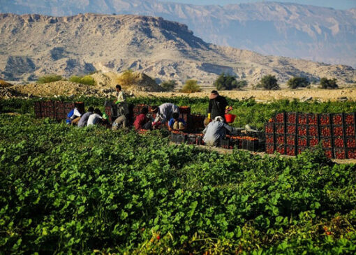 فعالیت ۱۷۵ تعاونی زنان روستایی در کشور