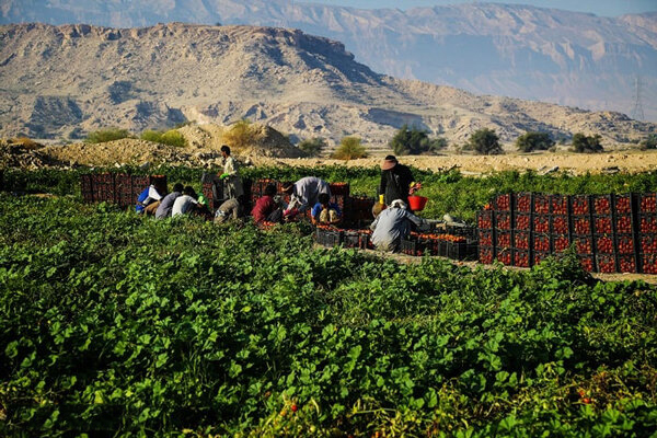 فعالیت ۱۷۵ تعاونی زنان روستایی در کشور