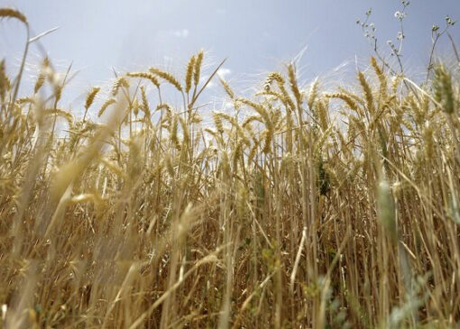 فردا قیمت خرید تضمینی گندم تعیین می‌شود