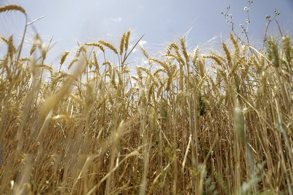 فردا قیمت خرید تضمینی گندم تعیین میشود