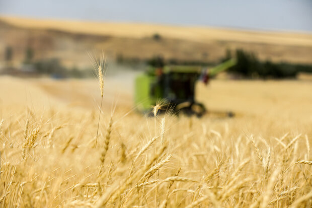 دولت بیمه تمام گندم زارهای کشور را از پول کشاورزان پرداخت کرد