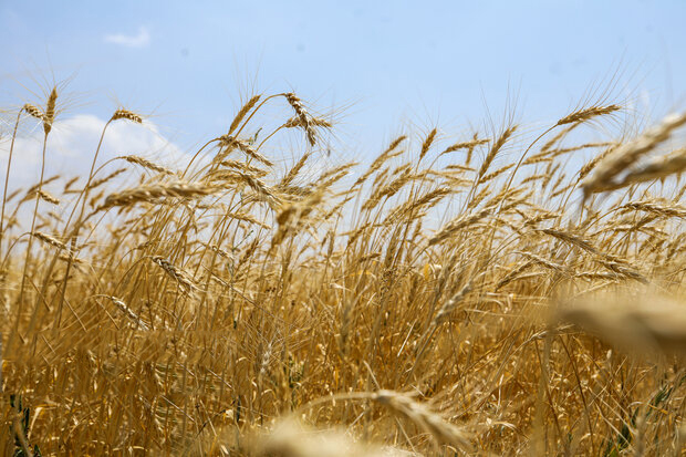 آیا دولت تمایل به واردات گندم دارد؟