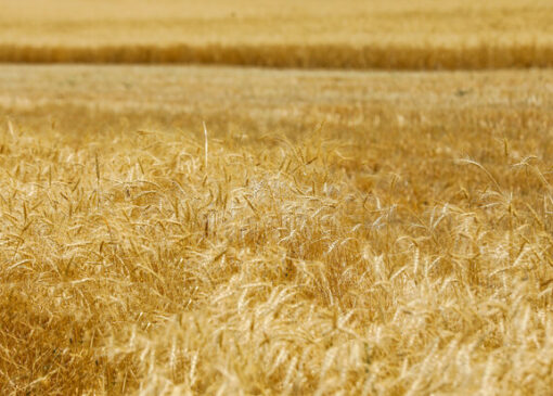 تخصیص اعتبار مستقل به طرح جهش تولید در دیم‌زارها در حال پیگیری است