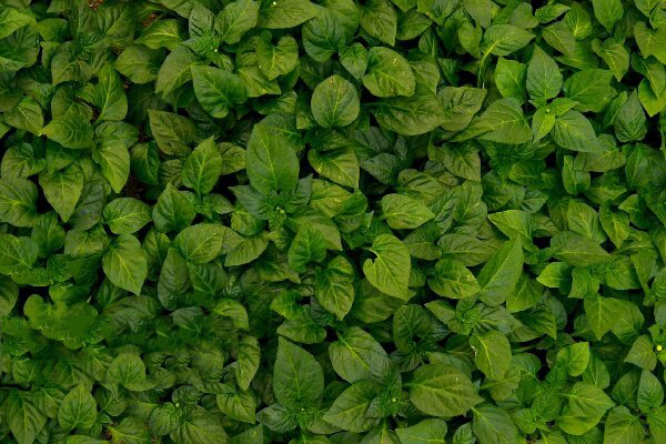 ضرورت مردمیسازی مدیریت منابع آب برای تابآوری بخش کشاورزی