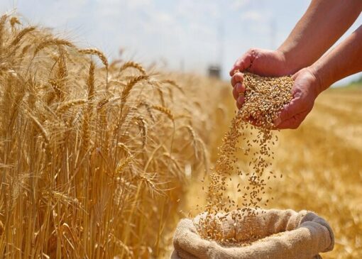 قیمت تضمینی گندم هنوز رسمی نشده؛ کشاورزان منتظرند