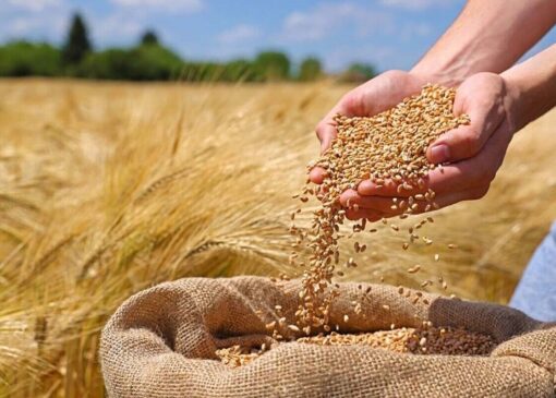 قیمت گندم جهانی امروز پنجشنبه اول آبان ۱۴۰۴