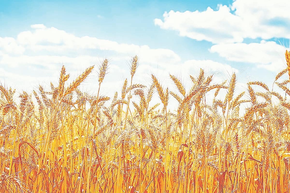 جزئیات قیمت خرید تضمینی گندم اعلام شد