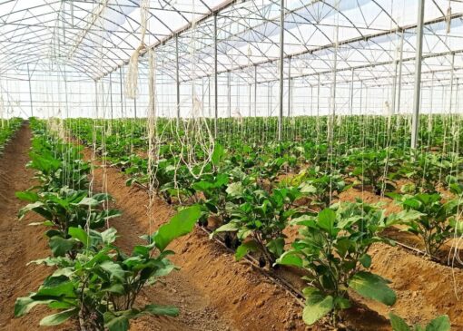 بیش از ۱۱۰۰ هکتار به مساحت گلخانه‌های کشور افزوده شد