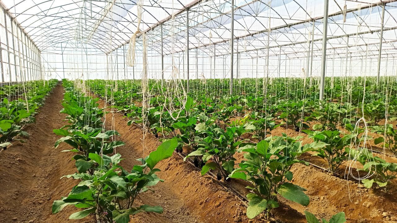 بیش از ۱۱۰۰ هکتار به مساحت گلخانههای کشور افزوده شد