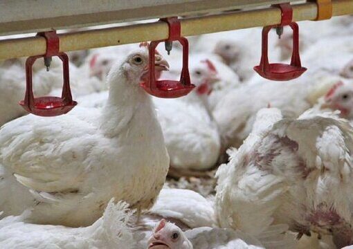 بازار مرغ و تخم‌مرغ تحت تاثیر کمبود نهاده‌ها!